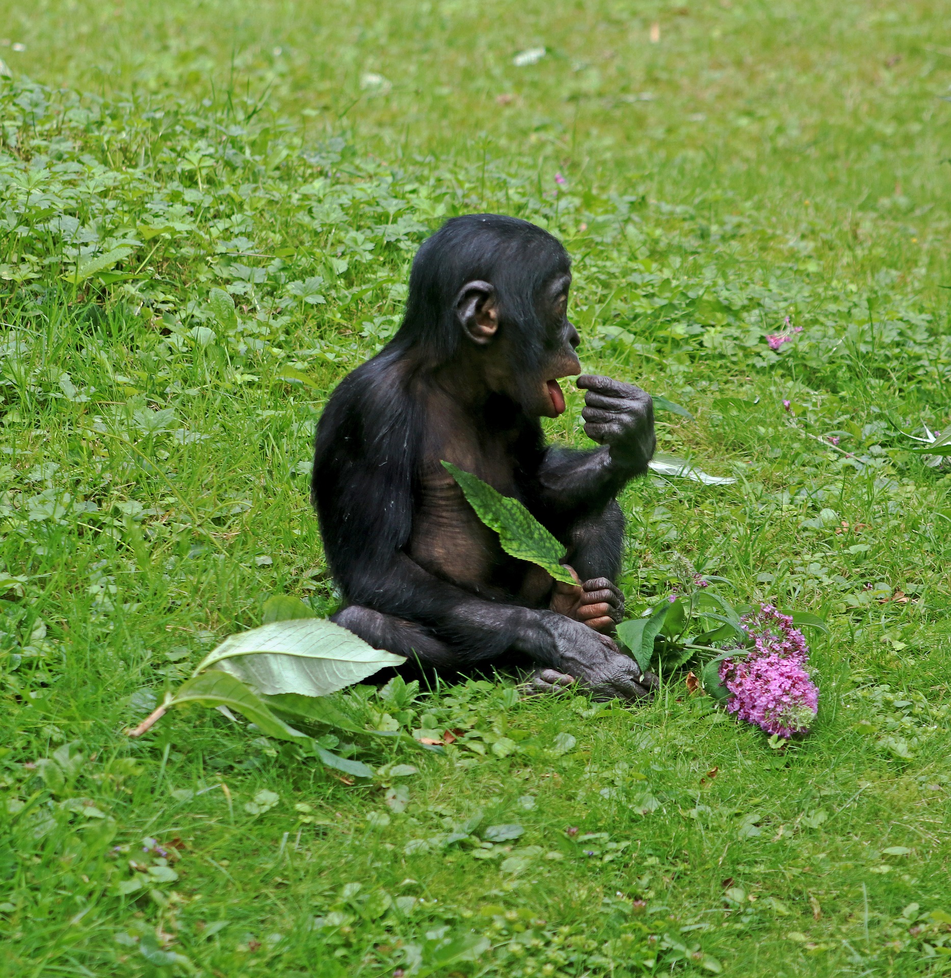 Hasta los 4 ó 5 años las crías de bonobo (Pan paniscus) combinan la leche materna con algunas frutas.
