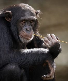 Según las últimas estimaciones del IJG sólo quedarían entre 150.000 y 250.000 chimpancés (Pan troglodytes) en libertad.
