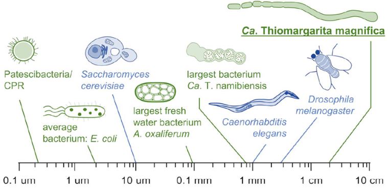 Comparativa según el tamaño entre T. magnifica y otros organismos (Volland et al., 2022).