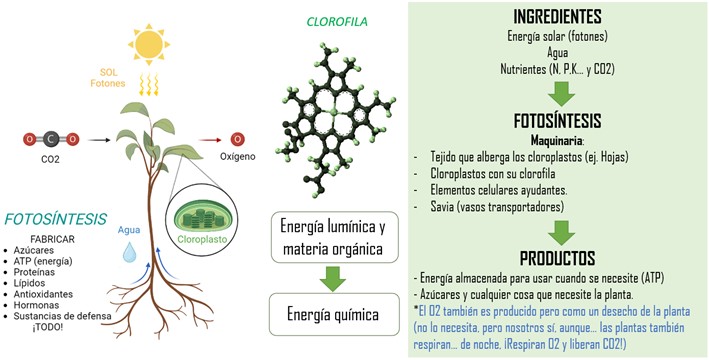 Esquema del proceso y los elementos de la fotosíntesis. Molécula de clorofila. Creación propia BioRender. 