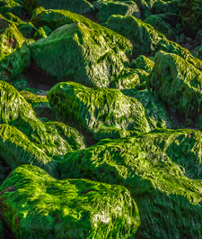 Figura 3: Rocas verdes con algas y cianobacterias. © Francisco Manuel Esteban https://www.flickr.com/photos/franciesteban/8737042902 