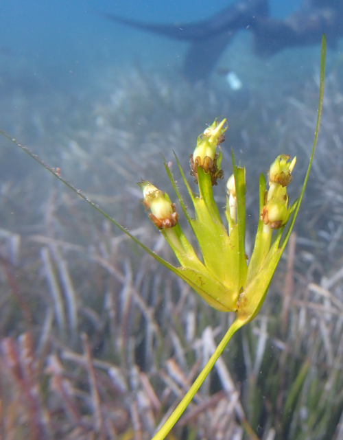 Flor de Posidonia oceanica en las costas de Almería. Fuente: Grupo de Ecología de Macrófitos Marinos (GAME-CSIC).