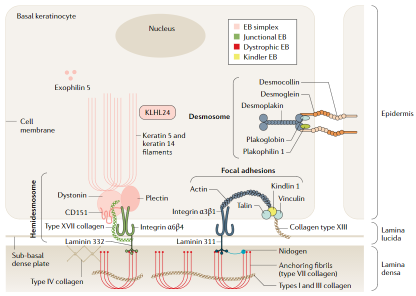 Esquema de la estructura del tejido epitelial y las proteínas afectadas la epidermólisis bullosa. Fuente: Bardhan, A. et al. (2020)