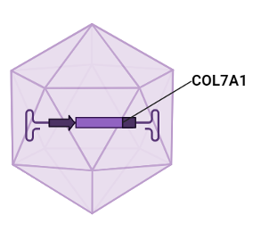 Esquema de una partícula viral como con gen COL7A1. Fuente: Biorender.