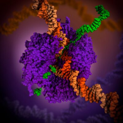 Complejo del ribosoma (violeta) leyendo un ARNm (en naranja). También se pueden apreciar la construcción de una proteína (verde).