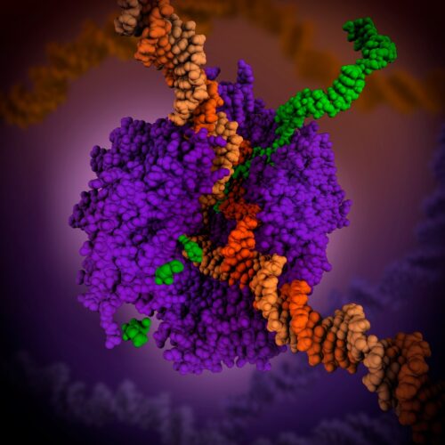 Complejo del ribosoma (violeta) leyendo un ARNm (en naranja). También se pueden apreciar la construcción de una proteína (verde).