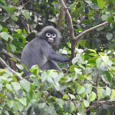 Langur de Popa Langur de Popa fotografiado en el Monte Yathae Pyan, Myanmar. (Autor: Aung Ko Lin, Fauna & Flora International)