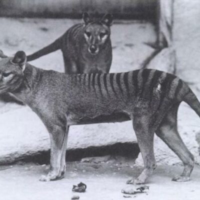 Hembra y macho de tigre de Tasmania (Thylacinus cynocephalus).