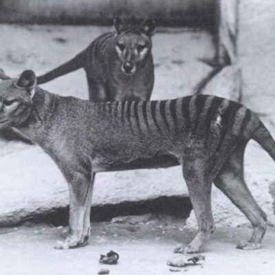 Tigre de Tasmania Hembra y macho de tigre de Tasmania (Thylacinus cynocephalus).