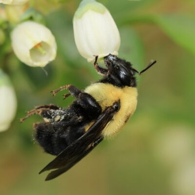 Abeja (Bombus griseocollis) polinizando una flor de arándano. Foto: Jason Gibbs