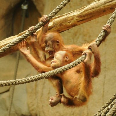 Orangután aprendiendo a moverse Al llevar una vida arborícola, saber desplazarse entre las ramas es una de las lecciones más importantes para este pequeño orangután.