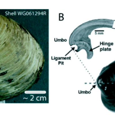 Almeja Ming (Alan D Wanamaker Jr1, Jan Heinemeier &bull; James D Scourse &bull; Christopher A Richardson1 &bull; Paul G Butler &bull; J&oacute;n Eir&iacute;ksson &bull; Karen Luise Knudsen)