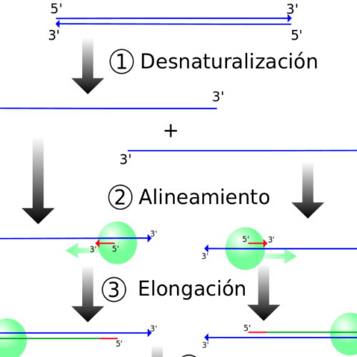El proceso de PCR consiste en una serie de cambios repetidos de temperatura llamados ciclos; cada ciclo suele consistir en 3 pasos a diferentes temperaturas.