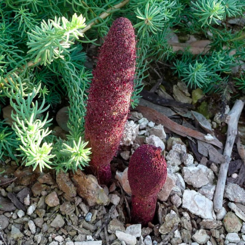 Cynomorium coccineum y su planta hospedadora. Esta especie es típica de Andalucía, Túnez, Sicilia y Oriente Medio.