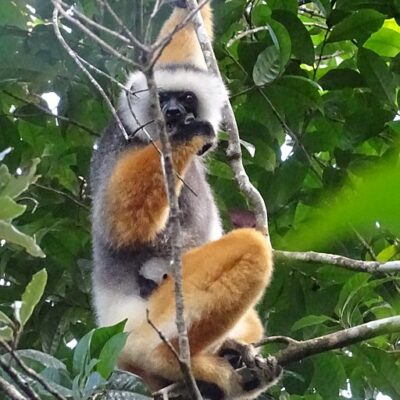 Hembra de sifaka de diadema (Propithecus diadema) con su cría en el abdomen, donde permanecerá hasta que pueda desplazarse por los árboles.