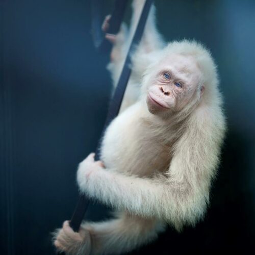 Alba, la primera orangutana albina conocida