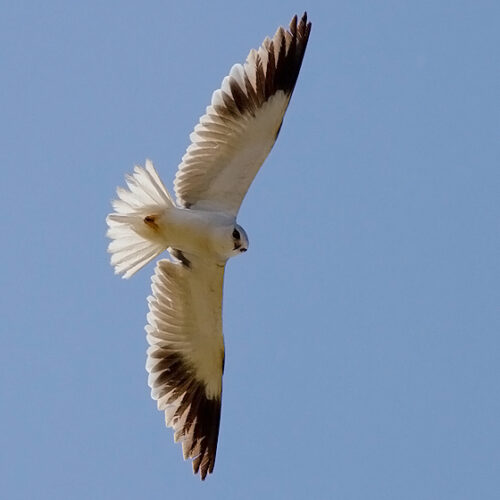 Elanio común (Elanus caeruleus) en pleno vuelo. La imagen muestra las características alares que se detallan en el texto.