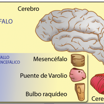 Encéfalo