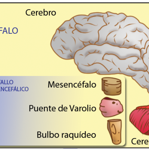 Encéfalo