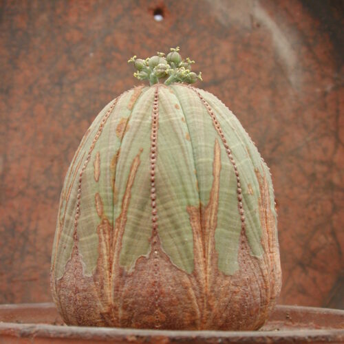 ¿Cactus? En realidad, se trata de la planta crasa Euphorbia obesa, cuyo tallo se hace acrescente para desempeñar la labor de almacenamiento hídrico.