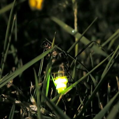 Las luci&eacute;rnagas habitualmente son consideradas en cuentos y leyendas