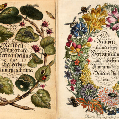 Laminas XLVIII y VI de Metamorphosis insectorum Surinamensium en 1705
