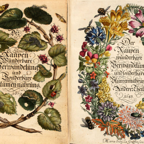 Laminas XLVIII y VI de Metamorphosis insectorum Surinamensium en 1705