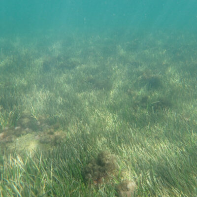 Pradera de Cymodocea nodosa en Calaburras (Andalucía). Fuente: Grupo de Ecología de Macrófitos Marinos.]