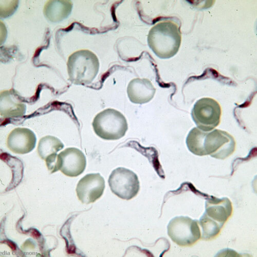 Trypanosoma brucei entre glóbulos sanguíneos