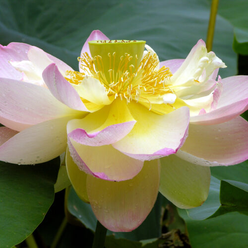 Lotus_Nelumbo_nucifera_Flower_Large_3264px