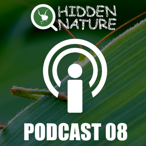 08 – Podcasts Hidden Nature – ¿Qué son los transgénicos?