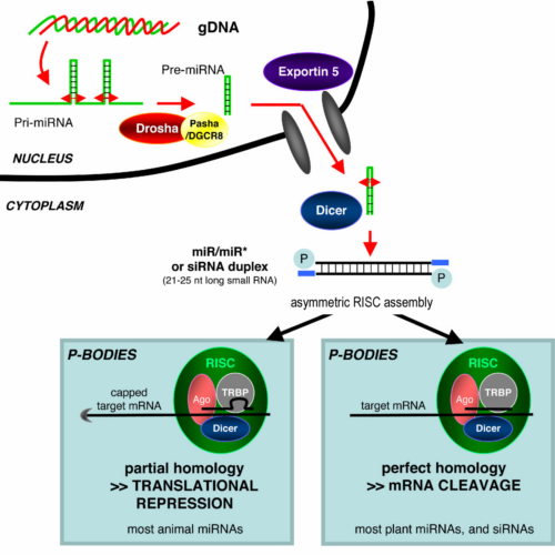 Ilustración de las principales diferencias entre el silenciamiento de genes entre plantas y animales. Los microARNs endógenos o los ARNsi son procesados por Dicer e integrados en el complejo RISC, que media el silenciamiento de genes. Fuente: Saumet A, Lecellier CH. (2006). Anti-viral RNA silencing: do we look like plants? Retrovirology 3:3. http://www.retrovirology.com/content/3/1/3