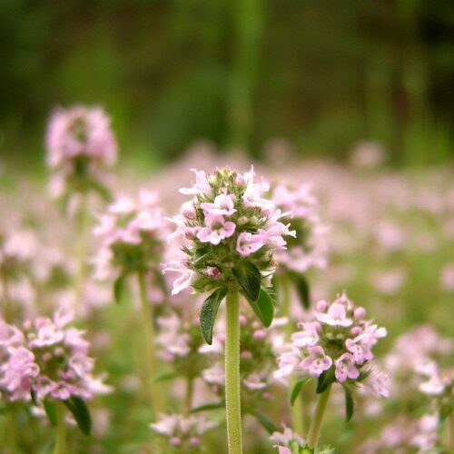 Tomillo (Thymus vulgaris), una planta aromática típica del Mediterráneo