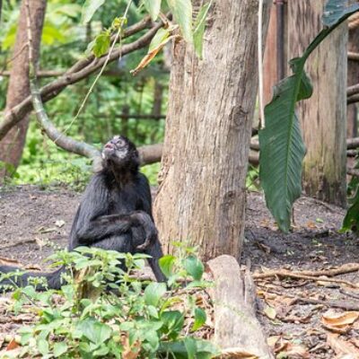 bonobos