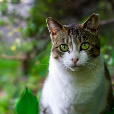 Los gatos tienen un antepasado en com&uacute;n con los felinos