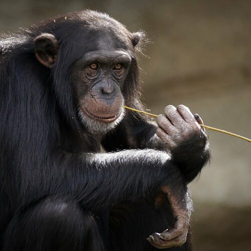 Según las últimas estimaciones del IJG sólo quedarían entre 150.000 y 250.000 chimpancés (Pan troglodytes) en libertad.