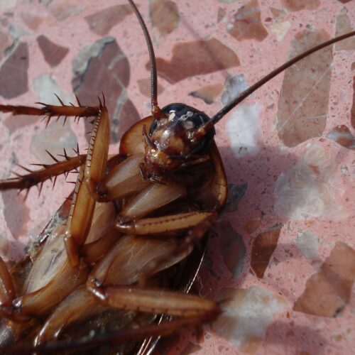 cockroach-15093_1920