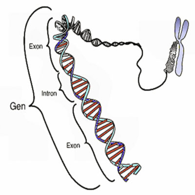 gene gene