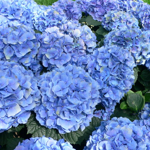 hortensia