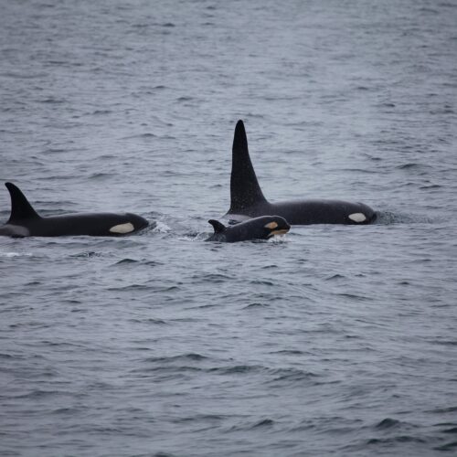 La orca (Orcinus orca) es el cetáceo odontoceto con mayor distribución geográfica.