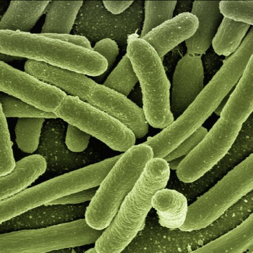 koli-bacteria-123081_1920