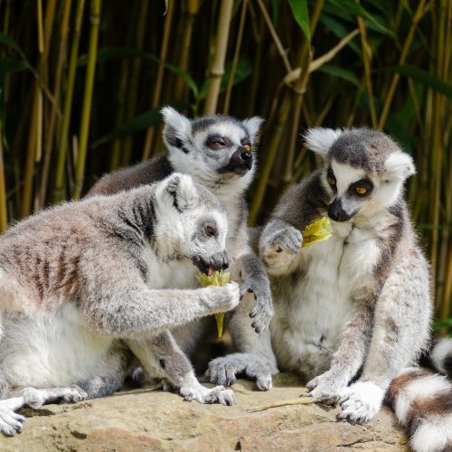 El lémur de cola anillada (Lemur catta) es omnívoro pero se alimenta principalmente de tamarindos