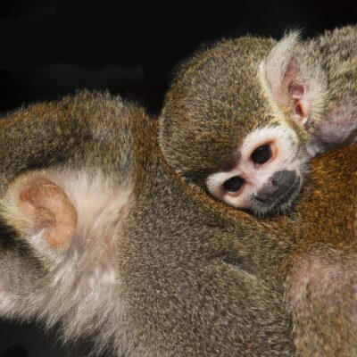 segregaci&oacute;n oxitocina relacion madre-hijo