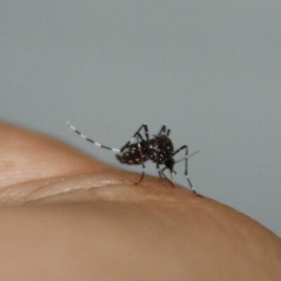 Mosquito del género Aedes, uno de los transmisores del virus West Nile