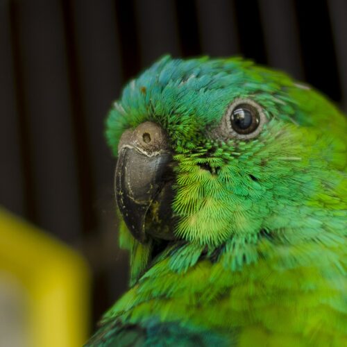 parrot-2887705_1920