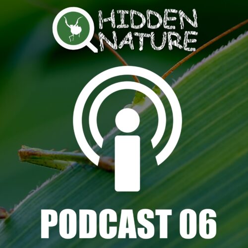 Podcast 6 - Alteraciones cromosómicas