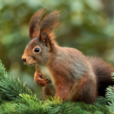 Ardillas guardan comida porque sus ritmos biol&oacute;gicos anticipan el invierno